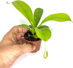 Nepenthes Alata Live Plant in 2" Pot - Carnivorous Live Plants - Easy to Grow Air Purifying Indoor House Plants Flowers for Home Office Wedding Decor & Birthday Gift (Heat Pack Included)