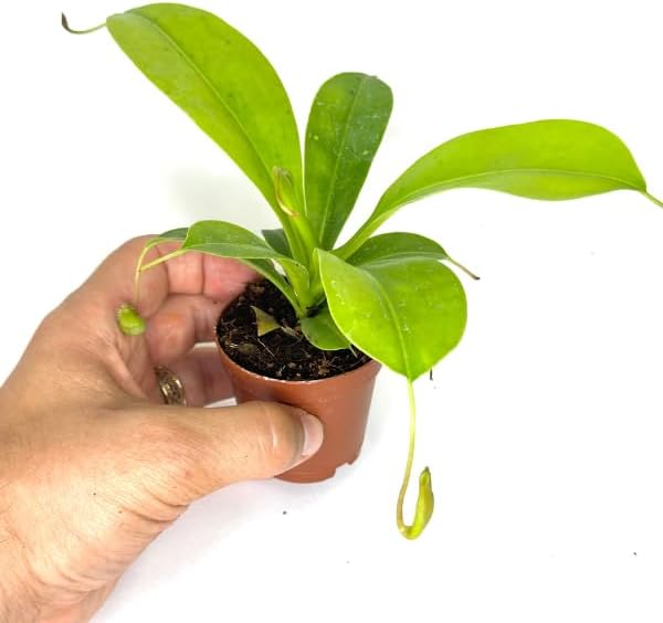 Nepenthes Alata Live Plant in 2" Pot - Carnivorous Live Plants - Easy to Grow Air Purifying Indoor House Plants Flowers for Home Office Wedding Decor & Birthday Gift (Heat Pack Included)