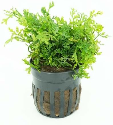 Live Aquarium Plants Variety Pack – Nursery’s Choice Easy Beginner 6-Pot Package | Freshwater Tank Starter Kit, Hardy Low-Light Aquatic Plants