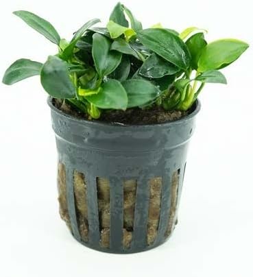 Live Aquarium Plants Variety Pack – Nursery’s Choice Easy Beginner 6-Pot Package | Freshwater Tank Starter Kit, Hardy Low-Light Aquatic Plants