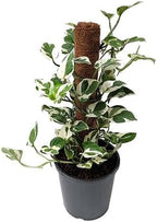 RedCrocus Pothos, Devil's Ivy- Assorted Epipremnum aureum Indoor Plant, Trailing, Easy Care, Air Purifier, Pet Safe for Humans 10" Pot