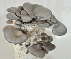 Root Mushroom Farm- Mushroom Liquid Cultures/10ml Syringe/Phoenix Oyster Mushroom(Pleurotus pulmonarius)