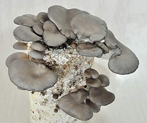 Root Mushroom Farm- Mushroom Liquid Cultures/10ml Syringe/Phoenix Oyster Mushroom(Pleurotus pulmonarius)
