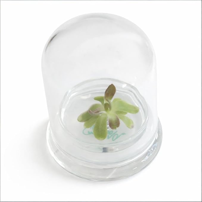 Bloomify Live Pinguicula ‘Fumiko’ Butterwort Carnivorous Plant Terrarium – No Water Indoor Plant, Zero Care Soil-Free Self Growing Kit, Mini Desk Plant, Home Decor, Pet-Safe Unique Gift