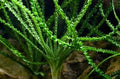 Marcus Fish Tanks Crinum Calamistratum Easy to Grow Hardy Live Aquarium Plant Betta Fish Plants
