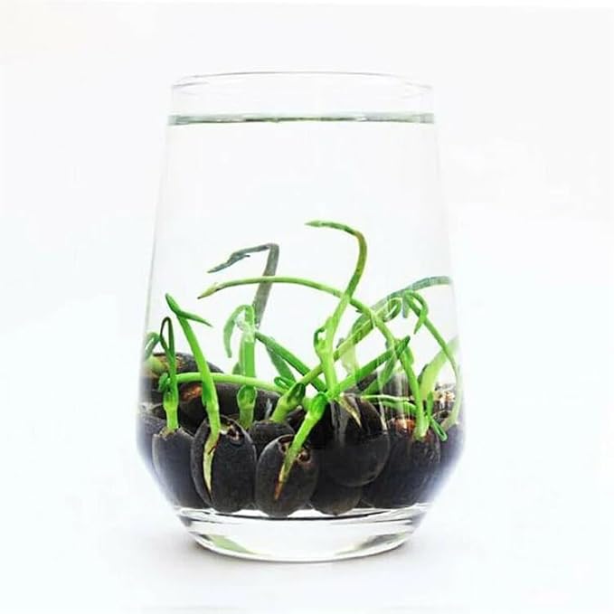 ZEshops 10pcs Mixed Color Bonsai Bowl Lotus Live Plants - Pre-Sprouted Non-GMO - Aquatic Beauties for Indoor and Outdoor Serenity Planting Instructions for Easy Grow - Great Gardening Gifts