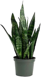 American Plant Exchange Snake Plant–Medium 6-Inch Pot Green Sansevieria Zeylanica, Low-Maintenance, Air-Purifying Live Houseplant for Home, Office, or Outdoor Garden Décor–Great Gift for Plant Lovers