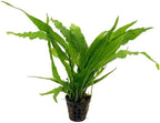 Potted Live Aquarium Plants Bundle - Easy and Snail Free Aquatic Plants (3 Pots)