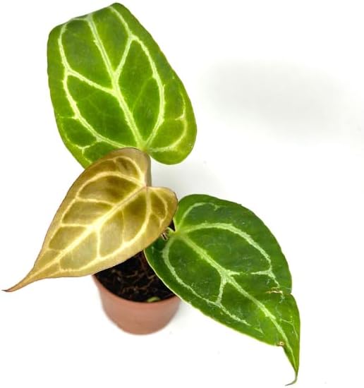 Anthurium Live Plant in 2" Pot - Anthurium Crystalline - Easy to Care, Low Light, Air Purifying Indoor Houseplants Flowers for Home Office Wedding Decor & Giftable (Heat Pack Included)