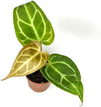 Anthurium Live Plant in 2" Pot - Anthurium Crystalline - Easy to Care, Low Light, Air Purifying Indoor Houseplants Flowers for Home Office Wedding Decor & Giftable (Heat Pack Included)