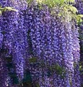Spectacular Blue Moon Wisteria Tree Plant 8-11" Tall Potted Plant Fragrant Flowers Seeds BulbsPlants& MoreAttracks Hummingbirds, in Dormancy