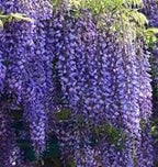 Spectacular Blue Moon Wisteria Tree Plant 8-11" Tall Potted Plant Fragrant Flowers Seeds BulbsPlants& MoreAttracks Hummingbirds, in Dormancy