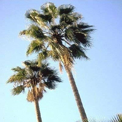 Mexican Fan Palm Tree Seeds, Washingtonia Robusta, Mexican Washingtonia, 15 Premium Quality Tree Seeds, Exotic Palm Tree, 60-80% Germination, (Isla's Garden Seeds)