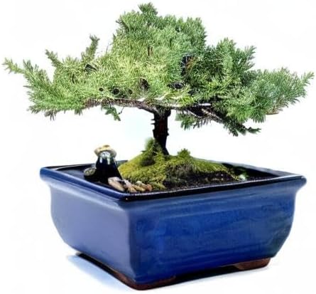 Live Dwarf Juniper Bonsai Tree | Indoor/Outdoor | 100% Handcrafted| Home and Office Décor | Best Gift for Holiday (M)
