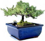 Live Dwarf Juniper Bonsai Tree | Indoor/Outdoor | 100% Handcrafted| Home and Office Décor | Best Gift for Holiday (M)