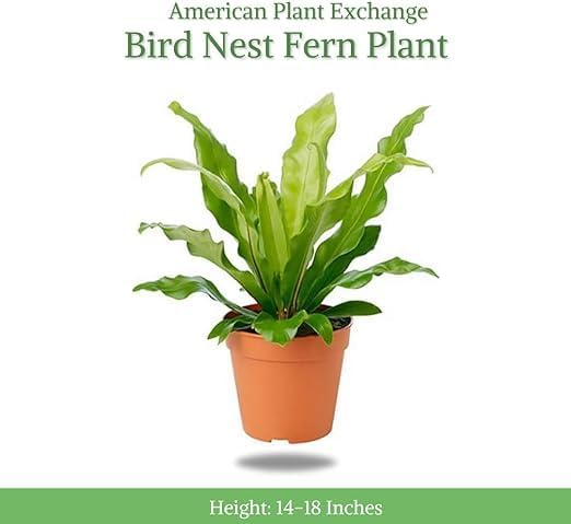 American Plant Exchange Bird’s Nest Fern – 6-Inch Pot – Live Easy Care Indoor Houseplant, Air-Purifying, Pet-Friendly Tropical Plant for Bathrooms, Bedrooms & Home or Office Décor
