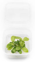 Ultum Nature Systems Live Tissue Culture - Anubias Nana Golden (Anubias barteri 'Nana') - Easy - Low to Medium Light - Light Green Accent - Foreground to Midground - 100% Snail Free Grown in-Vitro