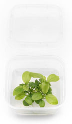 Ultum Nature Systems Live Tissue Culture - Anubias Nana Golden (Anubias barteri 'Nana') - Easy - Low to Medium Light - Light Green Accent - Foreground to Midground - 100% Snail Free Grown in-Vitro