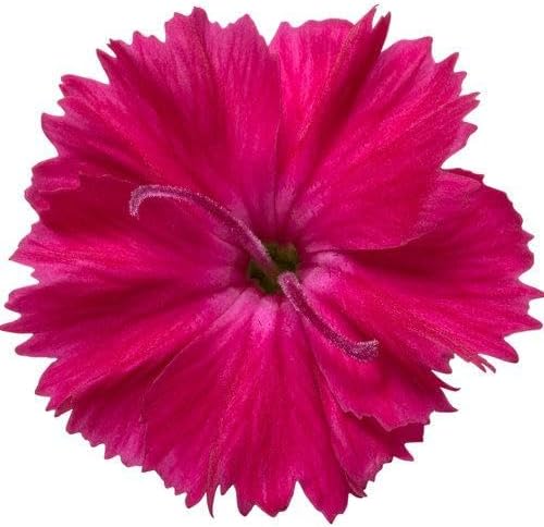 RedCrocus Dianthus 'Paint The Town Red'- Sweet William, Fragrant Border Flower, Pollinator Attractor, Easy Care, Container Plant, Pet Safe, Summer Blooms 1 Quart (Pack of 2)