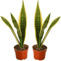 Live Snake Plant, Sansevieria (8"-12" Tall) 2 Pack in 3-inch Pot, NO Shipping to CA
