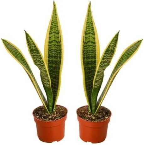 Live Snake Plant, Sansevieria (8"-12" Tall) 2 Pack in 3-inch Pot, NO Shipping to CA