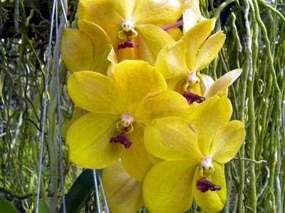 4 Live Orchid Plants to Choose (Cattleya, Oncidium, Vanda, Dendrobium, Phalaenopsis) (Vandas + Heat Pack)