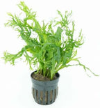 Live Aquarium Plants Variety Pack – Nursery’s Choice Easy Beginner 6-Pot Package | Freshwater Tank Starter Kit, Hardy Low-Light Aquatic Plants