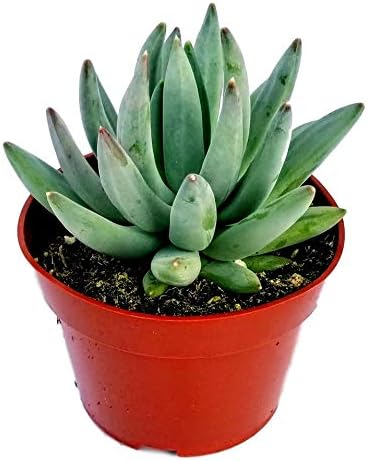 Fat Plants San Diego Succulent Plant(s) Fully Rooted in 4 inch Planter Pots with Soil - Real Live Potted Succulents/Unique Indoor Cactus Decor (1, Pachyveria haagi)
