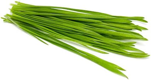 Todd's Seeds Wheatgrass Seeds; Hard Red Winter Wheat, Non-GMO, Chemical Free, High Germination (5 Pounds)