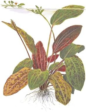 Live Aquarium Plants Bundle - Assorted Freshwater Plants - Low | Medium | High Light