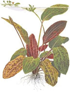 Live Aquarium Plants Bundle - Assorted Freshwater Plants - Low | Medium | High Light