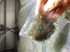 5 Portions Willow Moss Christmas Moss Live Aquarium Plant Freshwater