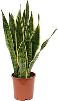 American Plant Exchange Snake Plant – Medium 5-Inch Pot Yellow Sansevieria Trifasciata, Drought-Tolerant, Air-Purifying Live Houseplant for Home, Office, or Outdoor Patio Garden Décor