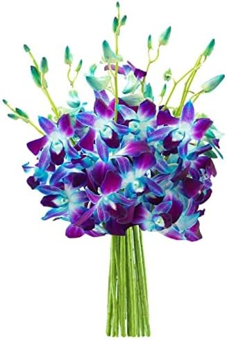 KaBloom - Exotic Sapphire Orchid Bouquet of 10 Blue Orchid - Fresh Flowers for Birthday, Valentine's & Mother's Day