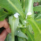 50pcs Wild Lettuce Seeds (Lactuca virosa) Heirloom - Non GMO - Open Pollinated