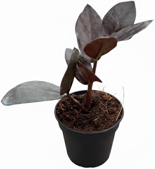 ZZ Zamioculcas 'Black Queen' (4" Grower Pot) - Low Light and Healthy Houseplant - Easy to Care Indoor Plants - Live Healthy Houseplant for Home Office Decoration