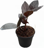 ZZ Zamioculcas 'Black Queen' (4" Grower Pot) - Low Light and Healthy Houseplant - Easy to Care Indoor Plants - Live Healthy Houseplant for Home Office Decoration