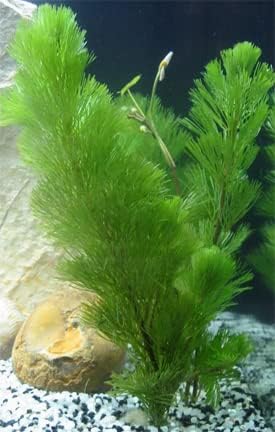 Marcus Fish Tanks Green Cabomba Caroliniana Easy Live Aquarium Plants for Aquatic Freshwater Fish Tank BUY2GET1FREE