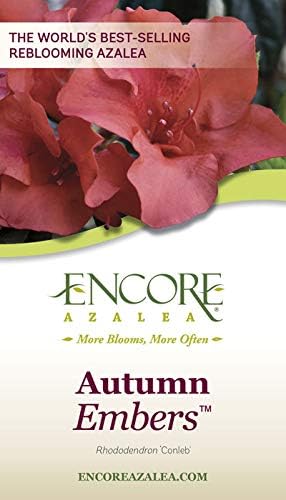 Encore Azalea Autumn Embers (3 Gallon) Red - Orange Flowering Shrub - Full Sun Live Outdoor Plant