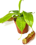 Pitcher Plant Live - Nepenthes Carnivorous Plants Live - Exotic - Easy to Grow, Air Purifying, Indoor House Plants Flowers for Home, Office, Wedding Decor & Birthday Gift (Heat Pack Included)