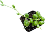 Live Trailing Plants String Plants (2”Pot String of Watermelons)