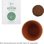 BUZZY Seeds Spruce Tree 12-Pack Mini Terracotta Grow Kits – Sustainable Tree Growing Kit, Includes Everything to Sprout Evergreens, Perfect for Earth Day, Party Favors, or Corporate Gifts