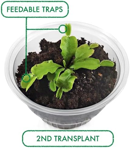 Venus Flytrap Kit, Live Venus Fly Trap Terrarium Included/DIY Beginner Friendly Starter Kit, Educational Growing Plant, Exotic Native