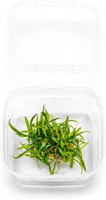 Ultum Nature Systems Live Plants - Crypt Parva (Cryptocoryne parva) - Easy Care, Medium Light, Green Accent, Foreground Placement, Rosette Growth for Aquascaping - Tissue Culture