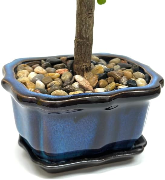 Bonsai Tree Live Plant - Jade Bonsai Succulent Tree - Easy to Grow Air Purifying Indoor House Plants Flowers for Home Office Wedding Decor & Giftable (Heat Pack Included)