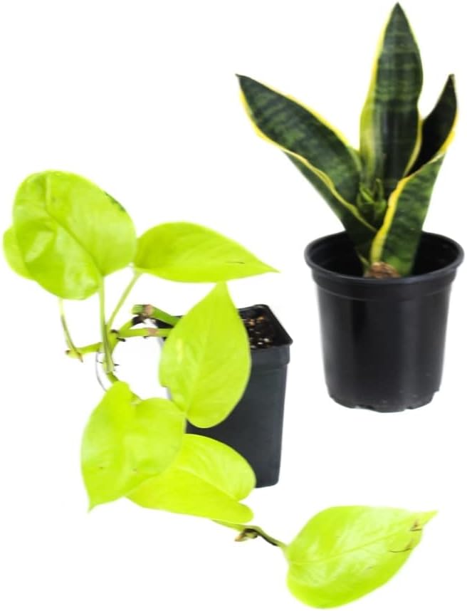 Josh's Frogs White's Tree Frog Vivarium Bioactive Plant Kit (18x18x18 Terrarium)
