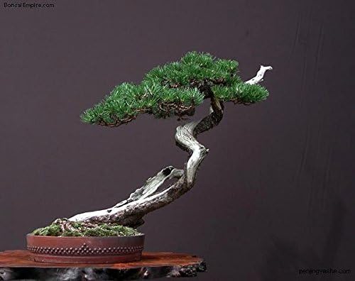 Japanese Black Pine - Bonsai Starter - Pinus thunbergii - 3 - Year Tree