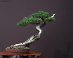 Japanese Black Pine - Bonsai Starter - Pinus thunbergii - 3 - Year Tree
