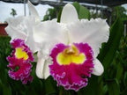 4 Live Orchid Plants + HP to Choose (Cattleyas + Heat Pack)