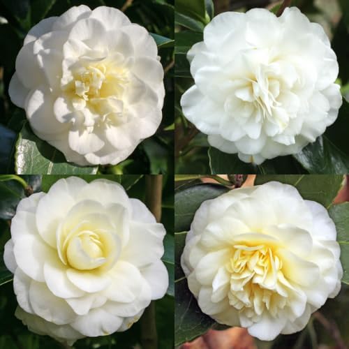 Camellia Plants Live, Rare Camellias Tree Live Plant, Vibrant Flower Shrub, Well-Rooted in Pot, Indoor Outdoor Flowering Zones 7-10 (White)
